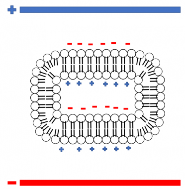 Electroporation increasing the electrical potential energy across the cell membrane