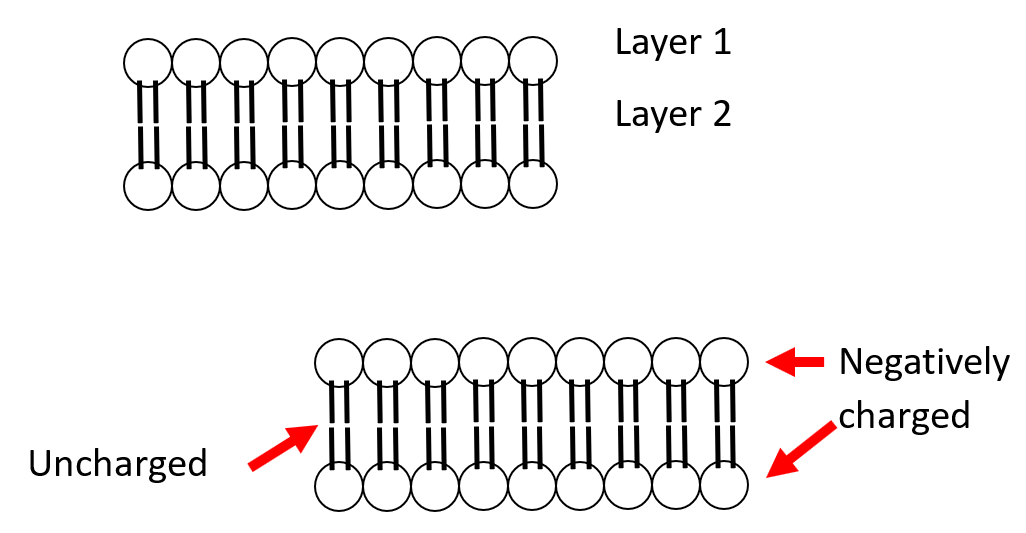 Electroporation What is it and what’s it used for? • Lynton